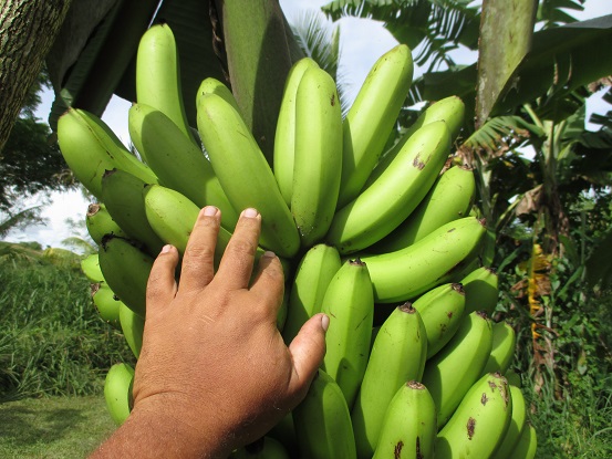 2015-03-18 bananas from agriculture 3  R